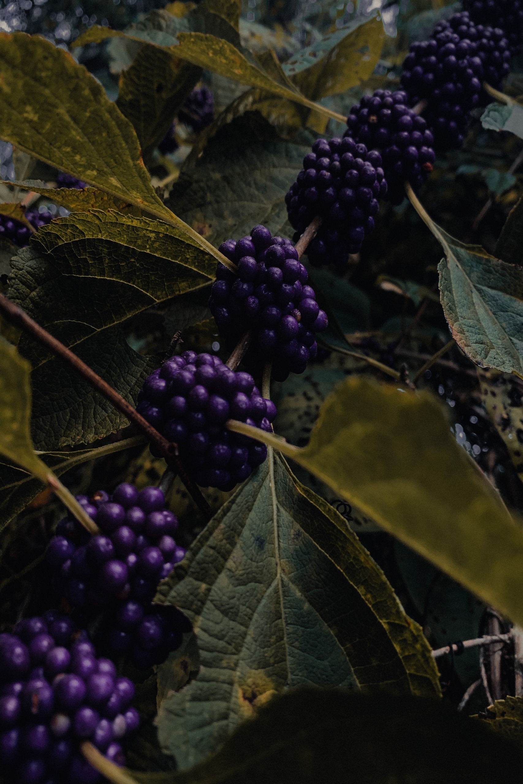 Purple blackberries among large dark green leaves